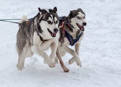 Alaskan malamute i siberian husky w zaprzęgu