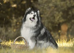 Alaskan malamute obok koszyka