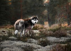 Pies, Alaskan malamute, Wrzosy