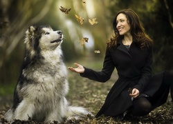 Alaskan malamute obserwuje liście rzucane przez kobietę