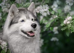 Alaskan malamute pośród okwieconych gałązek