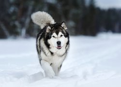 Pies, Alaskan malamute, Śnieg