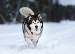 Alaskan malamute