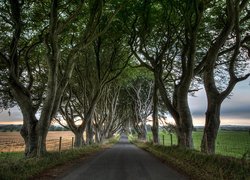 Aleja bukowa Dark Hedges w Irlandii Północnej