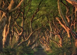 Aleja bukowa Dark Hedges w słonecznym blasku