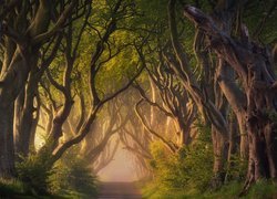 Aleja bukowa Dark Hedges we mgle