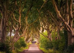 Aleja bukowa, Droga, Dark Hedges, Drzewa, Buki, Hrabstwo Antrim, Irlandia Północna