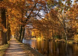 Aleja jesiennych drzew nad rzeką w parku