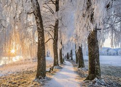 Zima, Oszronione, Drzewa, Aleja, Promienie słońca, Jezioro