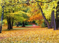 Alejka usłana liśćmi w jesiennym parku
