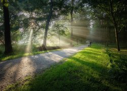 Park, Droga, Drzewa, Ławka, Powalone, Drzewo, Promienie słońca