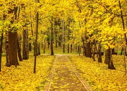 Park, Alejka, Ścieżka, Drzewa, Liście, Ławki, Jesień