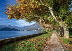 Włochy, Jezioro, Lago di Como, Aleja, Jesień, Drzewa