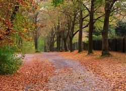 Jesień, Kolorowe, Liście, Drzewa, Aleja