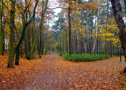 Jesień, Park, Droga, Alejki, Drzewa