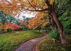 Jesień, Park, Drzewa, Kolorowe, Liście, Alejka