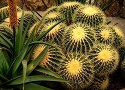 Kaktusy, Aloes, Zbliżenie