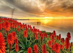 Stany Zjednoczone, San Diego, Aloes, Morze, Molo, Zachód słońca