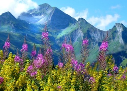 Alpejska łąka we francuskiej Górnej Sabaudii