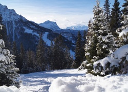 Alpy i las w zimowej białej szacie