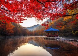 Park Narodowy Naejangsan, Drzewa, Staw, Altana, Jesień, Jeongeup, Korea Południowa