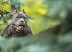 American bully pod sosnową gałązką