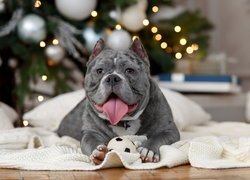 American Bully z wywieszonym jęzorem