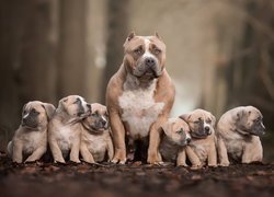 American bully ze szczeniakami