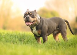 American Bully