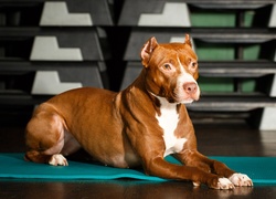 Amerykański pitbull terrier leży na macie w siłowni