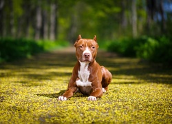 Amerykański Pitbull Terrier