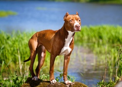 Amerykański pitbull terrier obserwuje otoczenie z kamienia nad rzeką