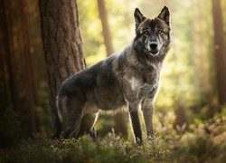 Pies, Amerykański wolfdog, Las rośliny, Drzewa