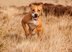 Amstaff biegający po suchej trawie