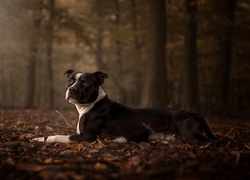 Amstaff leżący na jesiennych liściach