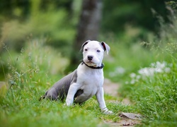 Amstaff na ścieżce pośród trawy