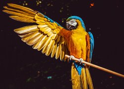 Ptak, Papuga, Ara żółtoskrzydła