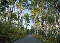 Asfaltowa droga biegnąca przez brzozowy las