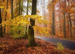 Las, Drzewa, Pożółkłe, Droga, Jesień, Liście