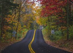 Asfaltowa droga w jesiennym lesie