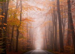 Asfaltowa droga w zamglonym jesiennym lesie