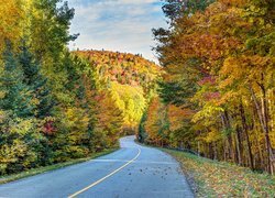 Droga, Las, Jesień, Kolorowe, Drzewa