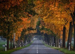Asfaltowa droga wśród jesiennych drzew