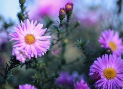 Aster marcinek w zbliżeniu