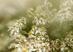 Aster baldaszkowy, Białe, Kwiaty