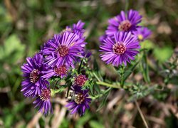 Kwiaty, Aster marcinek, Fioletowe