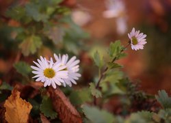 Aster, Jesienny, Kwiat