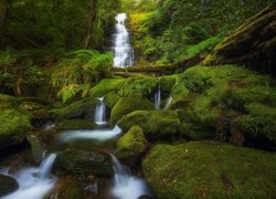 Las, Omszone, Kamienie, Wodospad, Kaskada, Bastion Cascades, Tasmania, Australia