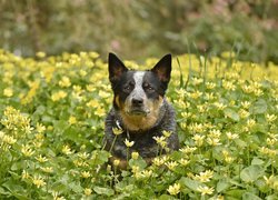 Pies, Australian cattle dog, Łąka, Żółte, Kwiaty