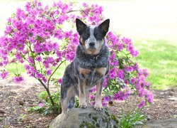 Australian cattle dog na tle kwiatów